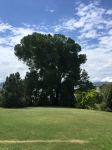 Poplar - Balm of Gilead : Populus x candicans