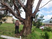 Blue Gum - Southern : Eucalyptus bicostata