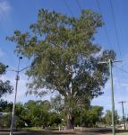 Moreton Bay Ash, Carbeen : Corymbia tessellaris