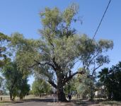 Coolabah : Eucalyptus coolabah