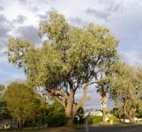 Box - Black : Eucalyptus largiflorens