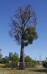 Pine - White Cypress : Callitris glaucophylla