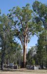 Apple - Smooth-barked : Angophora leiocarpa