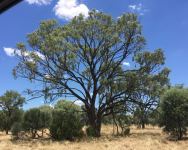 Myall - Weeping : Acacia pendula