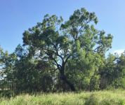 Box - Bimble, Poplar  : Eucalyptus populnea