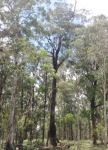Black Sallee : Eucalyptus stellulata