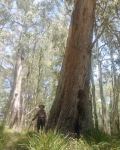 Blackbutt - New England : Eucalyptus campanulata