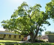 Walnut - Common : Juglans regia