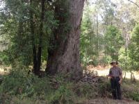 Gum - Cabbage : Eucalyptus amplifolia