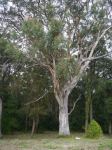 Gum - Grey : Eucalyptus punctata