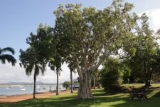 Paperbark - Weeping : Melaleuca leucadendra