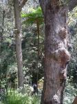 Fern  - Straw Tree : Cyathea cooperi