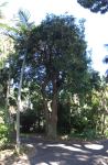 Lilly Pilly - Weeping : Waterhousea floribunda