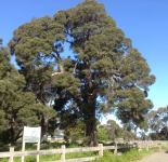 Moonah, Black Paperbark : Melaleuca lanceolata