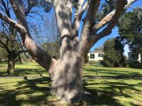 Gum - Lemon Scented : Corymbia citriodora