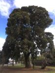 Apple - Rough Barked : Angophora floribunda