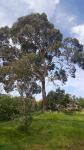 Gum - Bellarine Peninsular Yellow : Eucalyptus leucoxylon ssp bellarinensis