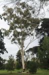 Gum - Flooded : Eucalyptus grandis