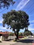 Apple - Argyle : Eucalyptus cinerea