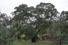 Box - Yellow : Eucalyptus melliodora