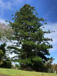 Pine - Hoop : Araucaria cunninghamii