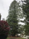 Pine - Norfolk Island : Araucaria heterophylla
