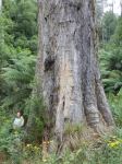 Gum - Errinundra Shining : Eucalyptus denticulata