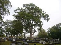 Gympie Messmate : Eucalyptus cloeziana