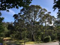 Ash - Blue Mountain : Eucalyptus oreades