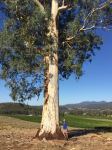 Gum - Brittle : Eucalyputus mannifera ssp maculosa