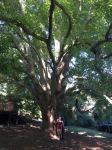 Linden - Small-leaved : Tilia cordata