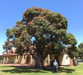 Gum - Flowering : Corymbia ficifolia