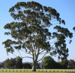 Gum - Lemon Scented "Dora" : Corymbia citriodora