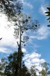 Gum - Mountain White : Eucalyptus dalrympleana