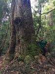 Gympie Messmate : Eucalyptus cloeziana