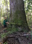 Gympie Messmate : Eucalyptus cloeziana