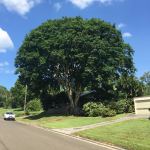 Leopard : Caesalpinia ferrea