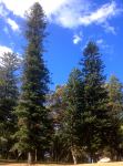 Pine - Cook : Araucaria columnaris