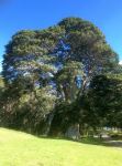 Fig - Port Jackson, Small-leaved, Rusty : Ficus rubiginosa