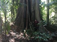 Fig - Moreton Bay : Ficus macrophylla