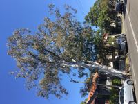 Gum - Wallangarra  : Eucalyptus scoparia