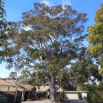 Gum - Sydney Red, Rusty : Angophora costata