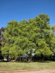 Silver Birch : Betula pendula