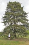 Cypress - Mediterranean : Cupresses sempervirens