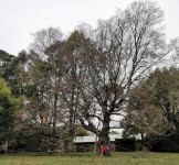 Silver Birch : Betula pendula