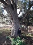 She-oak : Casuarina cunninghamiana