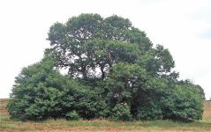 Sweet Chestnut : Castanea sativa