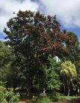 Tree Warratah : Alloxylon flammeum