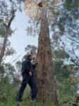 Box - Yellow : Eucalyptus melliodora