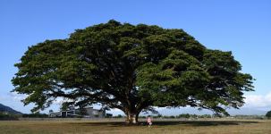 Rain : Albizia saman